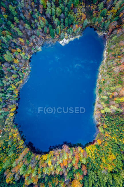 Plano aéreo de hermoso lago en bosque de pinos - foto de stock
