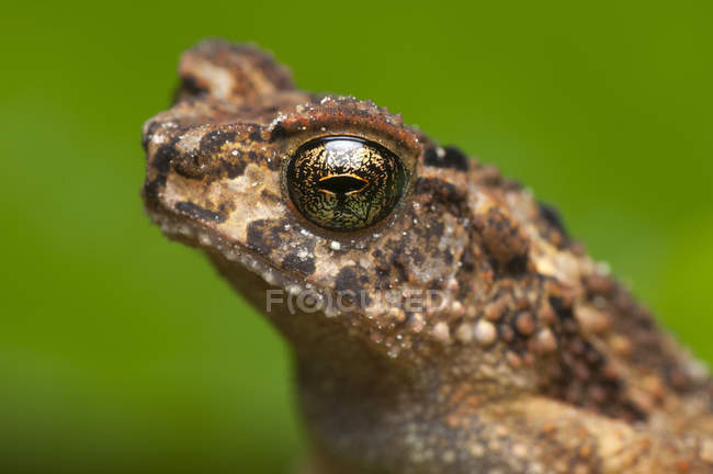Portrait of a frog against blurred background — Stock Photo