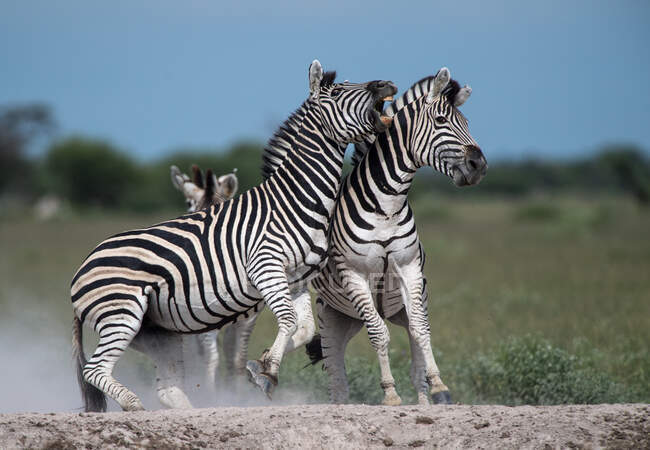 Duas zebras a lutar, Botsuana. — Fotografia de Stock