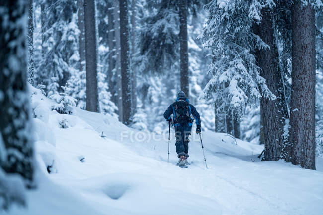 Hombre raquetas de nieve a través del bosque de invierno, Zauchensee, Salzburgo, Austria - foto de stock