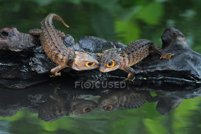 Два крокодиловых скина смотрят друг на друга, крупным планом, избирательным фокусом — стоковое фото