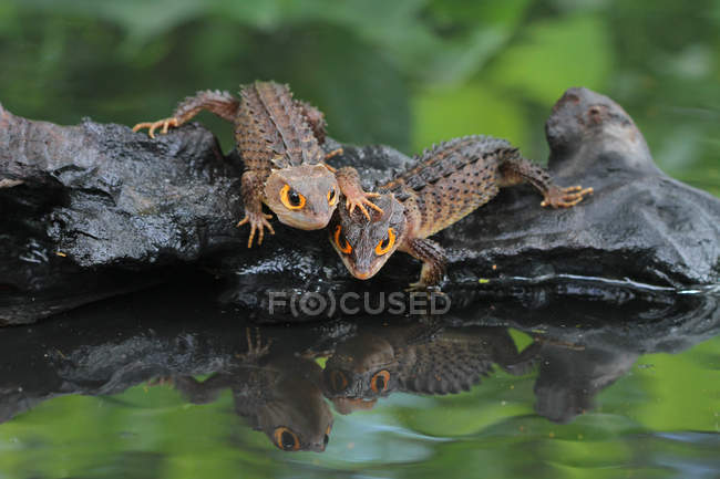 Due pelli di coccodrillo su una roccia vicino a un lago, vista da vicino, messa a fuoco selettiva — Foto stock