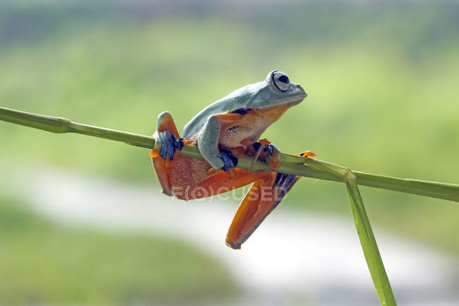 Яванська жаба на рослині, розмитий фон — стокове фото