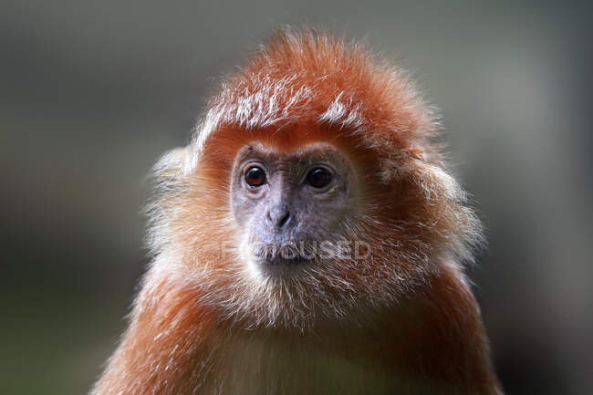 Portrait of a silvered lutung, Malaysia, Indonesia — Stock Photo