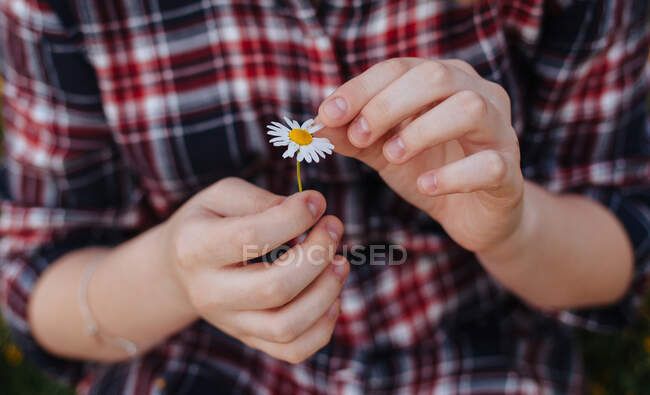 Donna in possesso di fiore di camomilla, colpo ritagliato — Foto stock