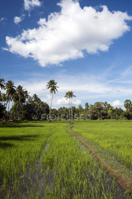 Vista panorámica de palmeras en un arrozal, Anuradhapura, Sri Lanka - foto de stock