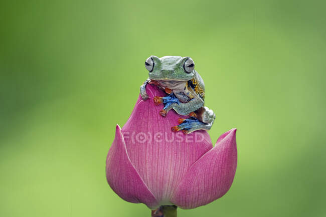 Primer plano de una rana linda en una flor - foto de stock