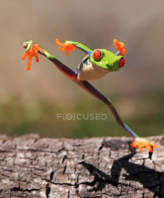 Árvore sapo saltando, fundo borrado — Fotografia de Stock