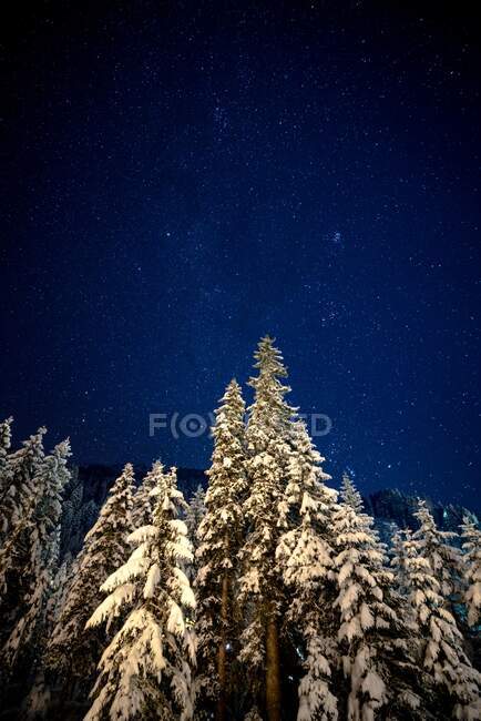 Night sky with stars and fir trees — Stock Photo