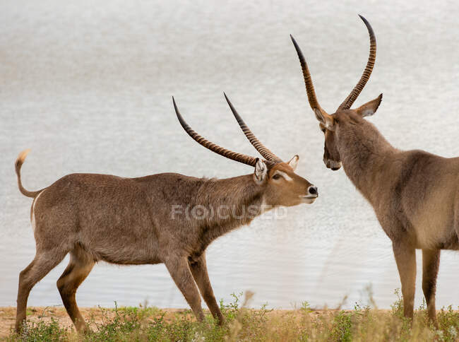 Zwei Wasserbock-Bullen bei einem Kampf an einem Fluss, Südafrika — Stockfoto