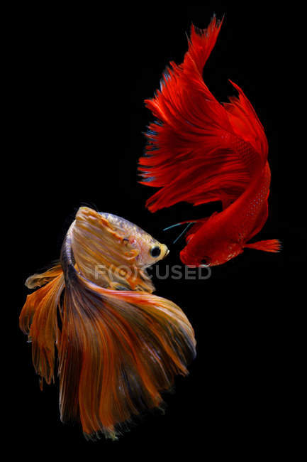 Nahaufnahme der majestätischen Beta-Fische auf schwarzem Hintergrund — Stockfoto