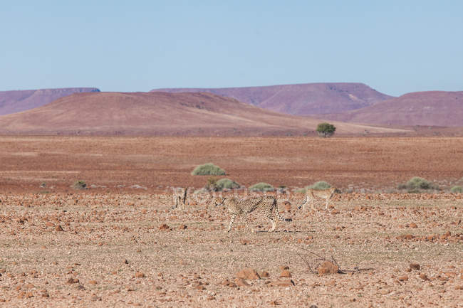 Мальовничий вид на три гепарди, Дамардаленд, Намібія — стокове фото