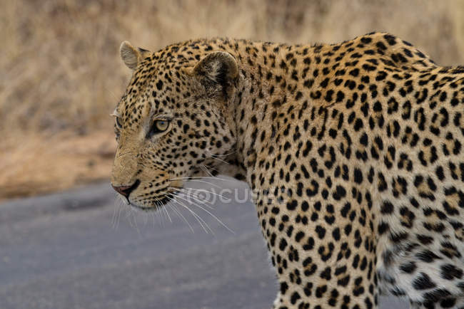 Porträt eines Leoparden vor verschwommenem Hintergrund — Stockfoto