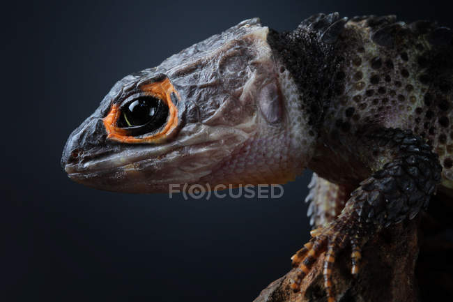 Krokodilskink auf einem Ast, Nahaufnahme, selektiver Fokus — Stockfoto