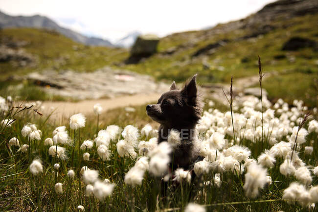 Tiro cênico de cão bonito no prado com flores de campo — Fotografia de Stock