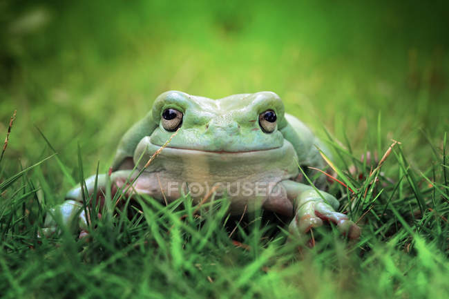Смуглая древесная лягушка, сидящая на траве, размытый фон — стоковое фото