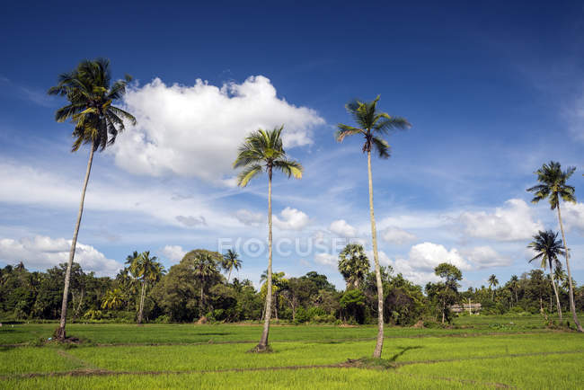Palmeras en un arrozal, Anuradhapura, Sri Lanka - foto de stock