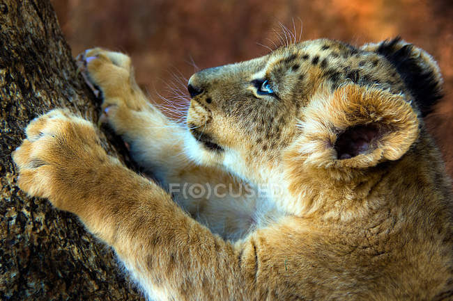 Filhote de leão escalando uma árvore na vida selvagem — Fotografia de Stock