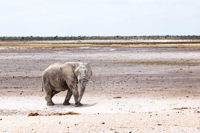 Vue panoramique sur la marche des éléphants, parc national d'Etosha, Namibie — Photo de stock