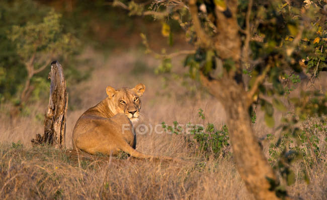 Львица, лежащая под деревом, Национальный парк Крюгера, ЮАР — стоковое фото