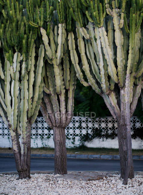 Plantes de cactus dans la rue, Espagne — Photo de stock