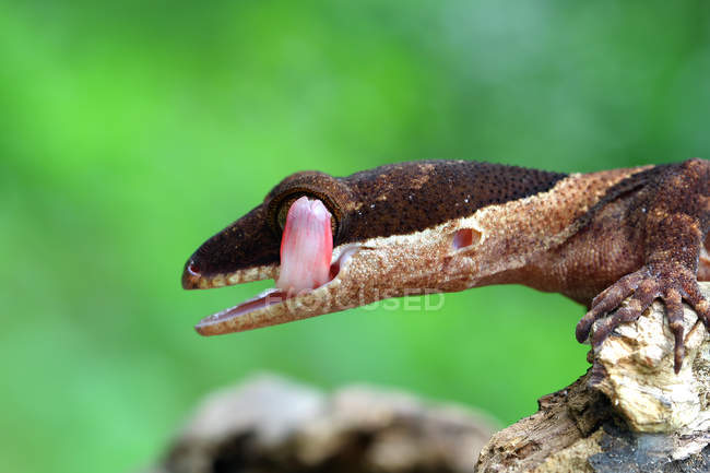 Портрет геккона, облизывающего губы, избирательный фокус — стоковое фото