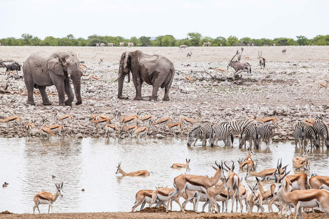 Elefanten, Springböcke und Zebras am Wasserloch, Etoscha-Nationalpark, Namibia — Stockfoto