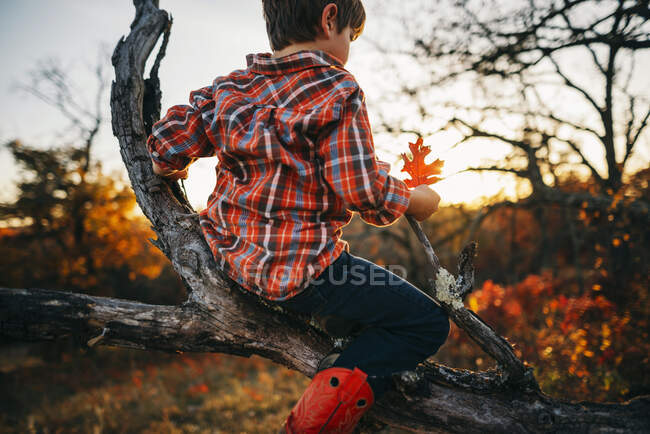 Garçon assis dans un arbre tenant une feuille d'automne — Photo de stock