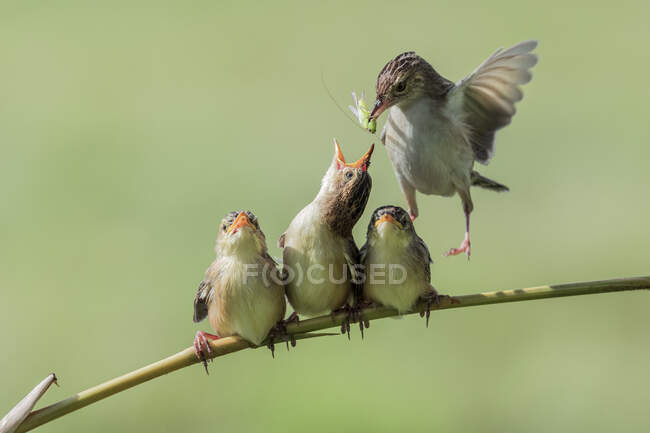 Closeup shot of group of beautiful birds on branch — Stock Photo