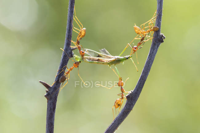 Vista de cerca de cinco hormigas llevando un insecto muerto - foto de stock