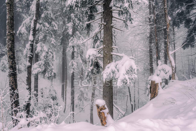 Beautiful winter forest with snow covered trees — Stock Photo