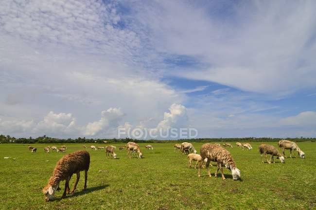 Выпас овец в поле, Западная Нуса Тенггара, Индонезия — стоковое фото