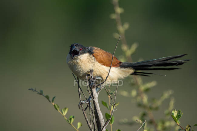 Closeup view of Burchells coucal bird, against blurred background — Stock Photo