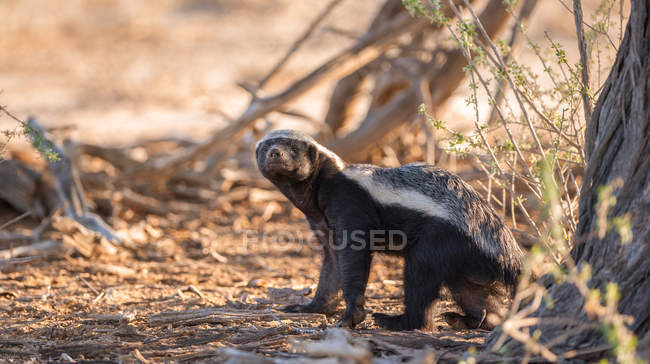 Portrait of a badger, Kgalagadi Transfrontier Park, South Africa — Stock Photo