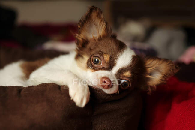 Niedlicher Hund auf Kissen liegend, Nahaufnahme — Stockfoto