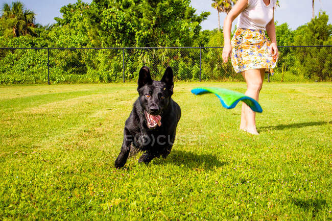 Woman throwing a frisbee for a German Shepherd dog to catch, Florida, Fort De Soto, United States — Stock Photo