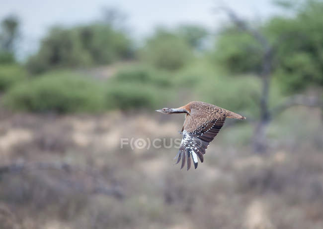 Ludwig bustard in flight, against blurred background — Stock Photo