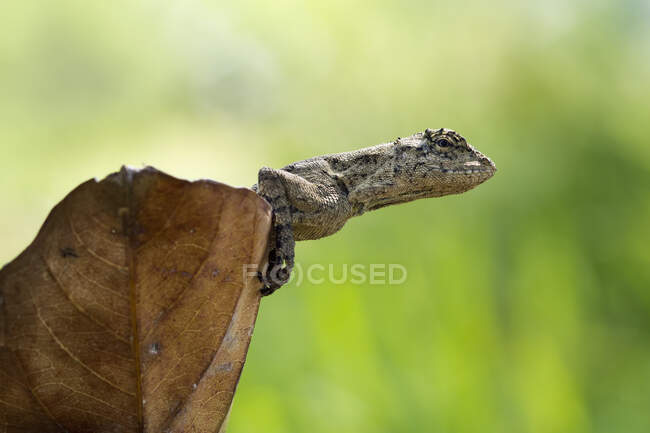 Close-up shot of wild lizard on leaf — Stock Photo