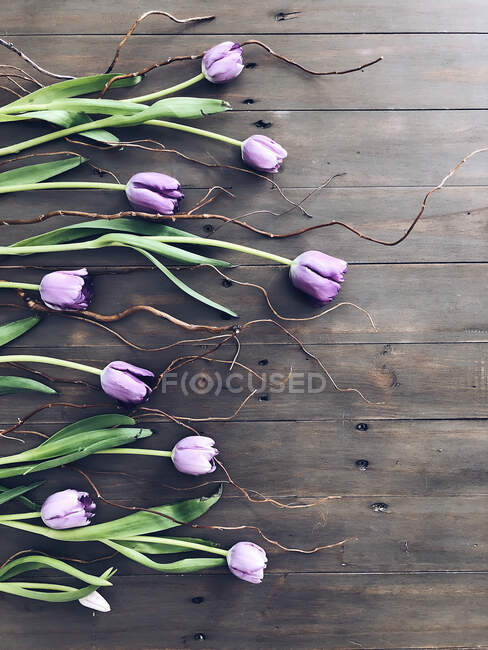 Beautiful purple tulips and twigs on wooden surface — Stock Photo
