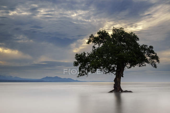 Arbre solitaire sur la plage, Sumbawa, Ouest de Nusa Tenggara, Indonésie — Photo de stock