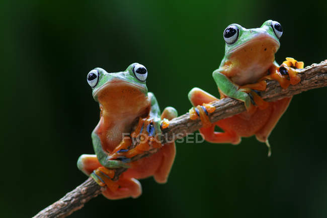 Two Wallace flying frog on a branch, blurred background — Stock Photo
