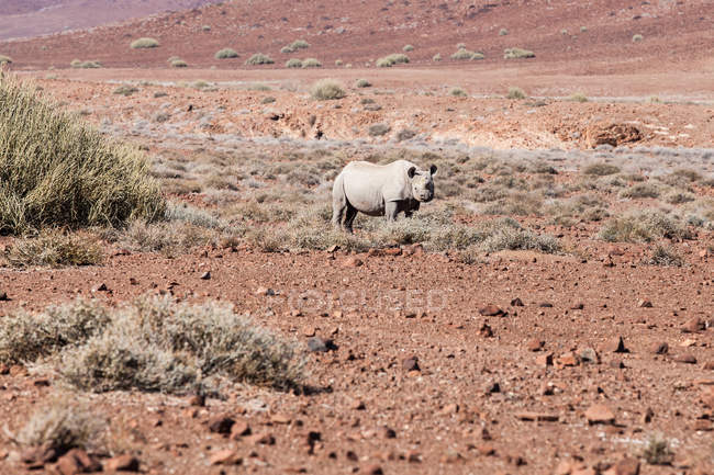 Живописный вид на Носорога, стоящего в пустыне, Намибия — стоковое фото