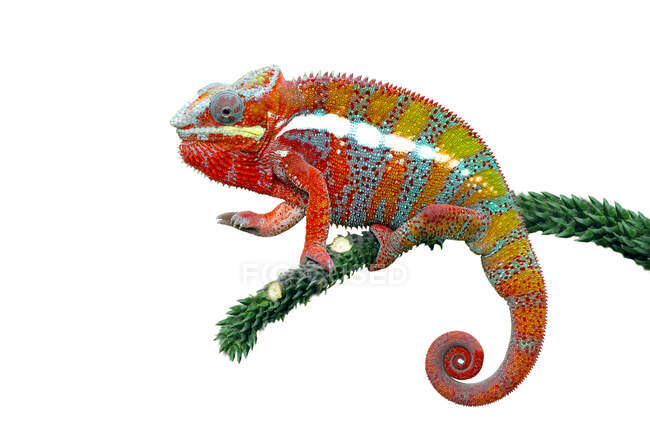 Primer plano de hermoso camaleón colorido aislado en blanco - foto de stock