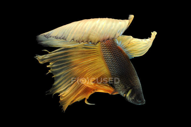 Vista de primer plano de majestuoso pez betta sobre fondo negro - foto de stock