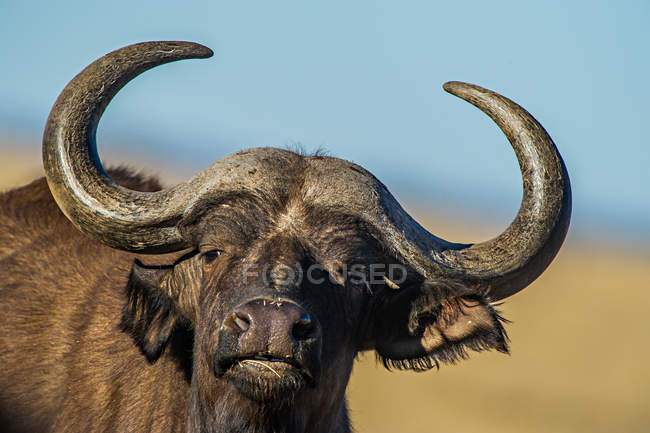 Портрет буйвола крупным планом, Северный Кейп, ЮАР — стоковое фото