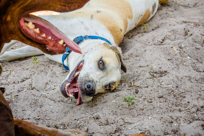 Vista de primer plano del perro acostado en la playa - foto de stock