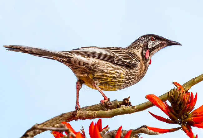 Red wattle Bird perched on a Flame tree, against blue sky background — Stock Photo