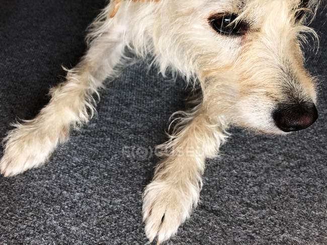 Vista ravvicinata di un cane le piccole zampe — Foto stock