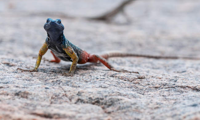 Retrato de un lagarto de agama de roca de Namib, vista de cerca, enfoque selectivo - foto de stock