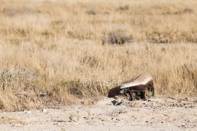 Vista panoramica sul tasso del miele, Parco nazionale di Etosha, Namibia — Foto stock